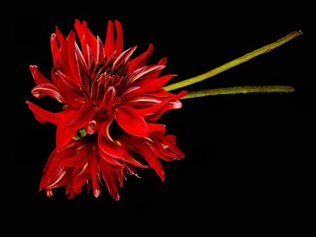 dark red dahlia flower on a black background with water drops
   の写真素材