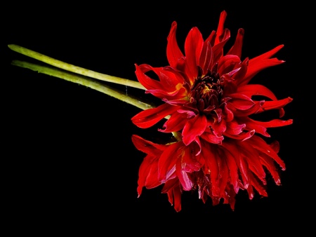 dark red dahlia flower on a black background with water drops
   の写真素材