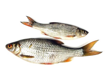 roach (Rutilus rutilus) on a white background 
   の写真素材