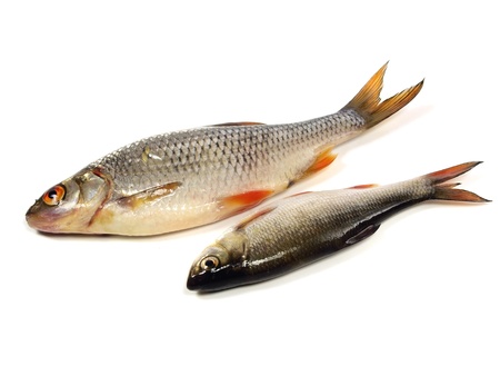 roach (Rutilus rutilus) on a white background 
   の写真素材
