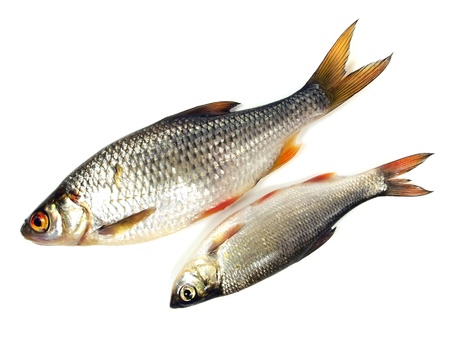 roach (Rutilus rutilus) on a white background 
   の写真素材