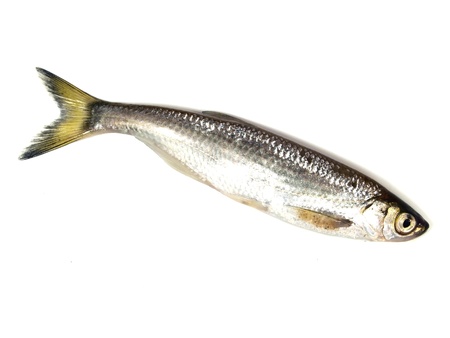 ablet (Alburnus alburnus) on a white background の写真素材