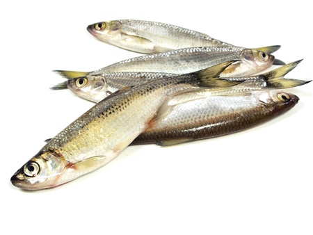 ablet (Alburnus alburnus) on a white background の写真素材