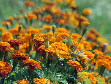 beautiful summer garden with marigold 
  の写真素材