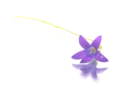 Campanula patula flower on a white background 
       の写真素材
