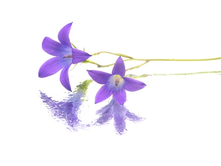 Campanula patula flower on a white background 
       の写真素材