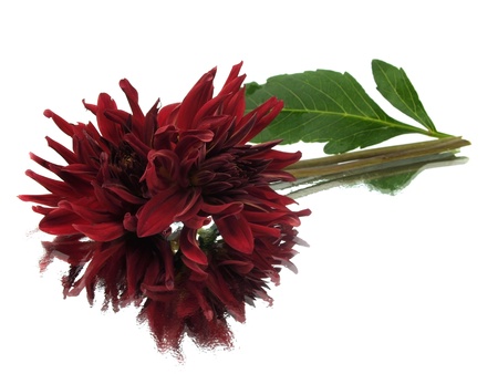 dark red dahlia flower on a white background with water drop
     の写真素材