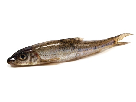 gudgeon (gobio gobio) on a white background  の写真素材