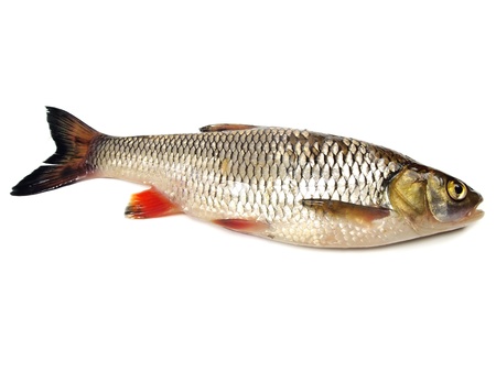 chub (leuciscus cephalus) on a white background  の写真素材