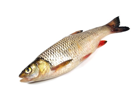 chub (leuciscus cephalus) on a white background  の写真素材