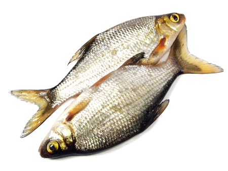 bream (abramis brama) on a white background 
  の写真素材