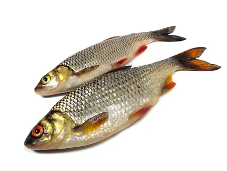 chub (leuciscus cephalus) and roach (Rutilus rutilus)  on a white background  の写真素材