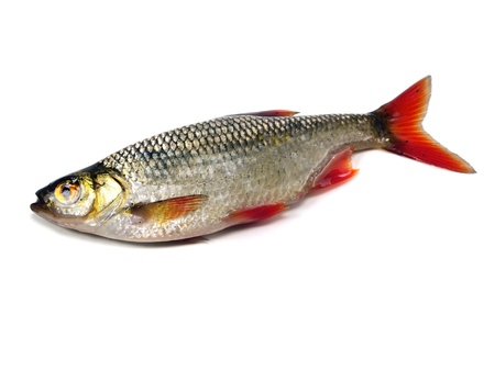 rudd (Scardinius erythrophthalmus) on a white background 