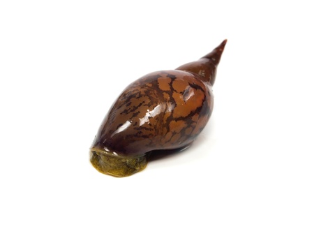 great pond snail (Lymnaea stagnalis) on a white background
の写真素材