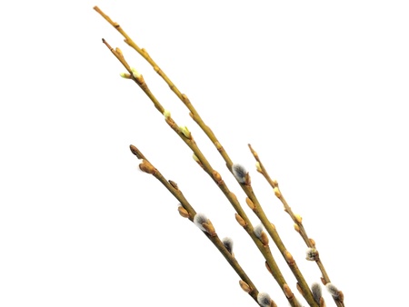 pussy willows branches on a white background 
の写真素材