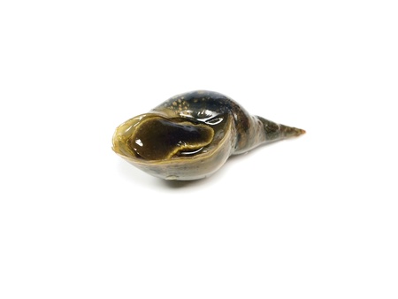 great pond snail (Lymnaea stagnalis) on a white background
の写真素材