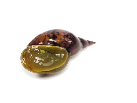 great pond snail (Lymnaea stagnalis) on a white background
の写真素材