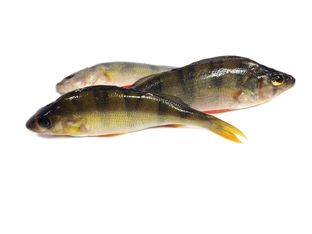 river perch on a white background 
の写真素材