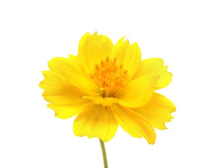 yellow cosmos flower on a white background
       の写真素材