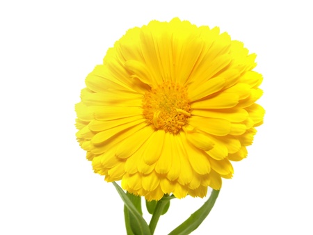 calendula flower on a the white background 
の写真素材