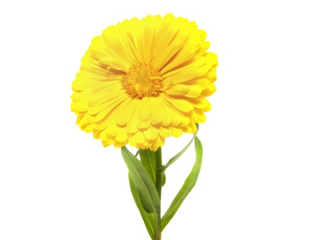 calendula flower on a the white background 
の写真素材