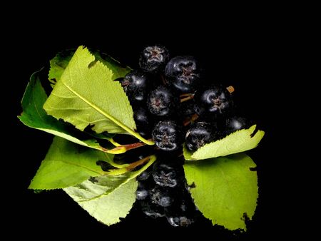 black chokeberry on a black background with water drops
の写真素材