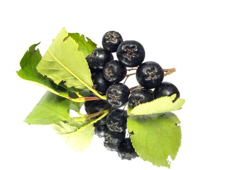 black chokeberry on a white background with water drops
の写真素材