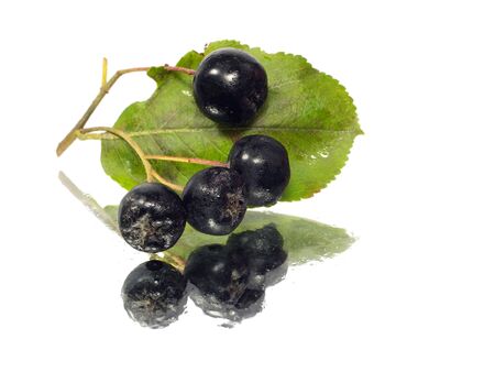 black chokeberry on a white background with water drops
の写真素材