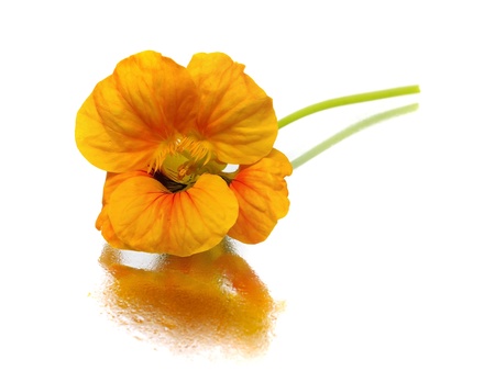Indian cress on a white background 
  の写真素材