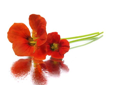 Indian cress on a white background 
  の写真素材