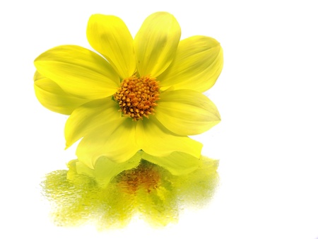 dahlia flower on a white background 
    の写真素材