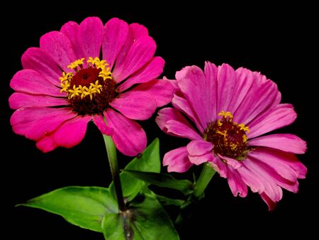 Zinnia flower on a black backgroundの写真素材