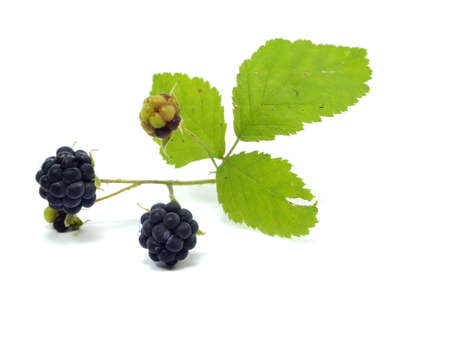 Berry with green leaf on a white background 
の写真素材