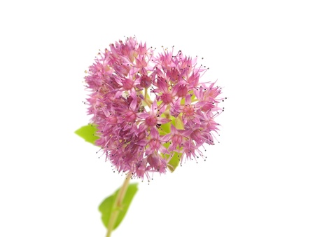 Hylotelephium spectabile (Sedum spectabile) flower on a white background 
 の写真素材