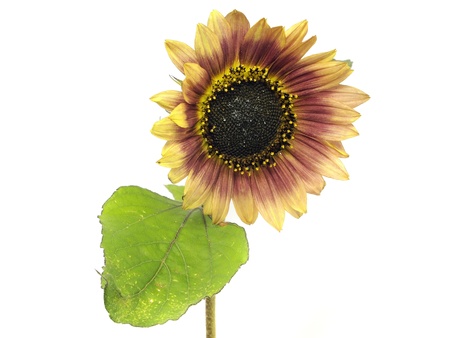 beautiful sunflower on a white backgroundの写真素材