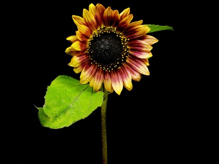 beautiful sunflower on a black background 
の写真素材