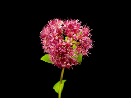 Hylotelephium spectabile (Sedum spectabile) flower on a black background 
      の写真素材