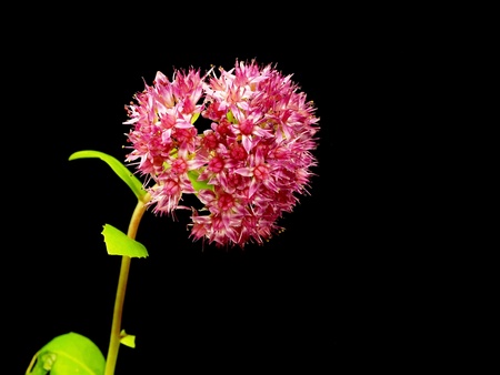Hylotelephium spectabile (Sedum spectabile) flower on a black background 
      の写真素材