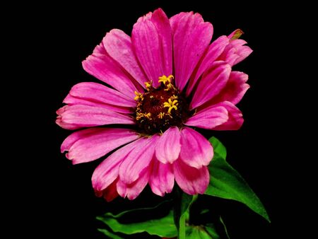Zinnia flower on a black backgroundの写真素材