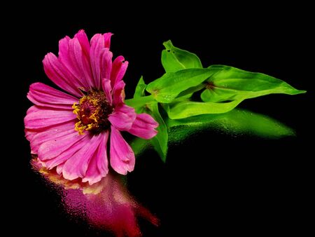 Zinnia flower on a black backgroundの写真素材