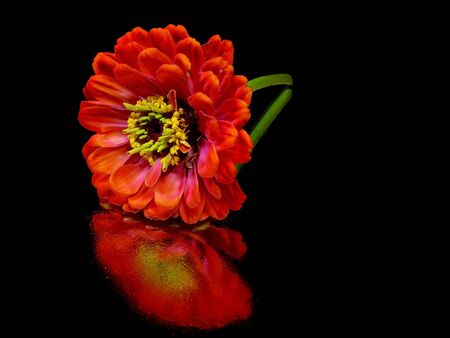 Zinnia flower on a black backgroundの写真素材