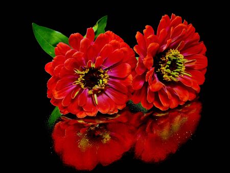 Zinnia flower on a black backgroundの写真素材