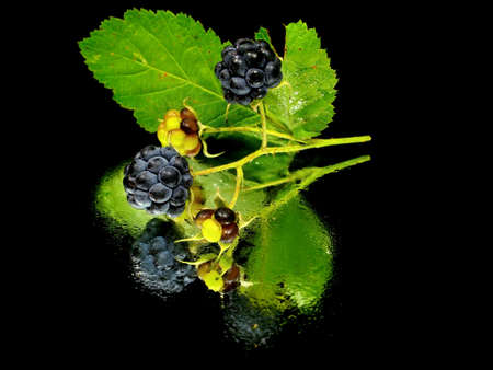  berry with green leaf on a black background with water drops
の写真素材