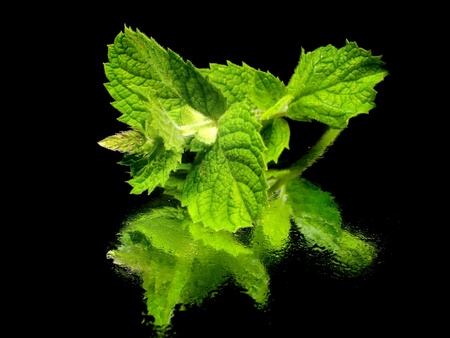 Fresh green mint on a black background with water dropの写真素材