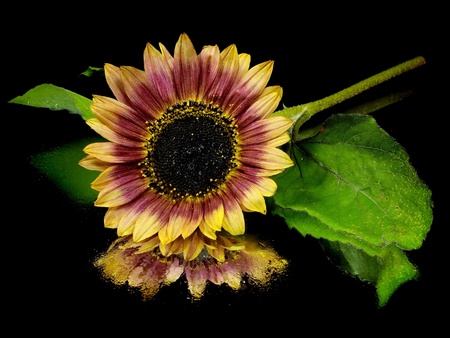 beautiful sunflower on a black background 
の写真素材