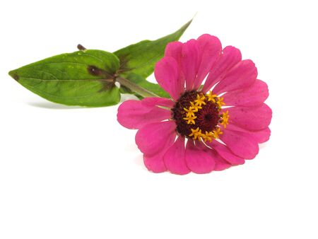 Zinnia flower on a white background 
の写真素材