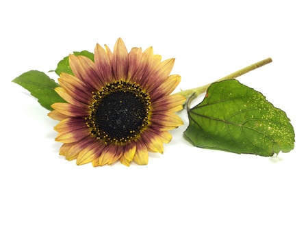 beautiful sunflower on a white backgroundの写真素材