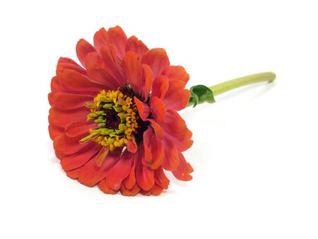 Zinnia flower on a white background 
の写真素材