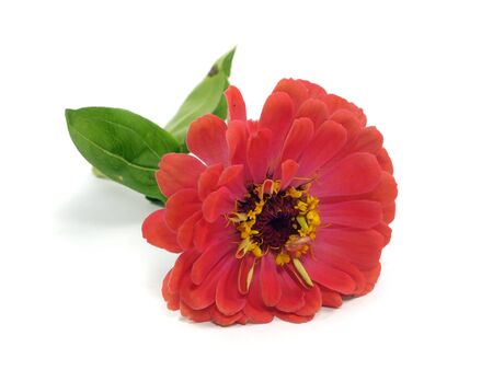 Zinnia flower on a white background 
の写真素材