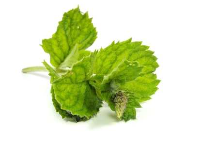 Fresh green mint on a white background
    の写真素材